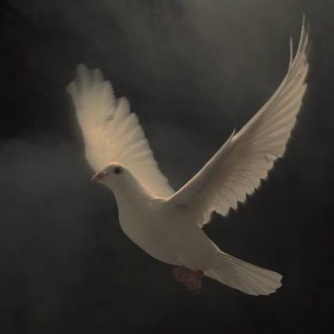 White Pigeon Aesthetic, Dove Aesthetic Bird, Doves Aesthetic, Pigeon Aesthetic, Sansa Stark Aesthetic, Dove Aesthetic, Birds Aesthetic, Bird Aesthetic, Dove In Flight