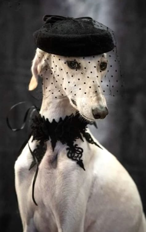 Dogs In Hats, Dog Wearing Clothes, Ebony And Ivory, Greyhound Art, Animal Portraits Art, Dog Fashion, Animal Portraits, Pet Fashion, Must Love Dogs