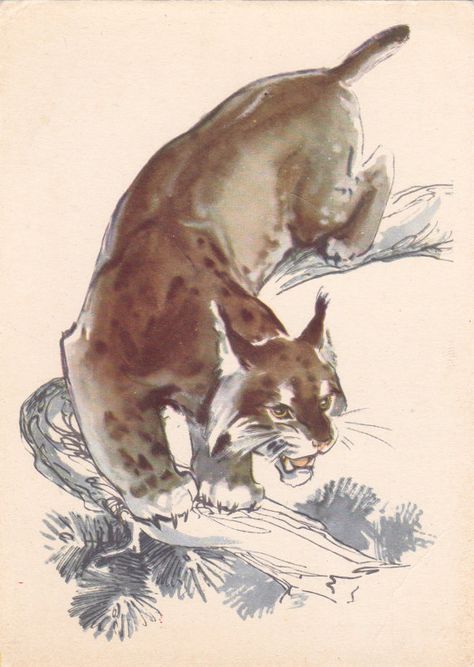 Postcard Drawing by Stroganova and Alexeev "Lynx" - 1964. Soviet Artist Publ., Condition 8/10 Postcard Drawing, Animal Drawings Sketches, Lion King Art, Big Cats Art, Warrior Cat, Sketchbook Inspiration, Animal Sketches, Comic Illustration, Warrior Cats