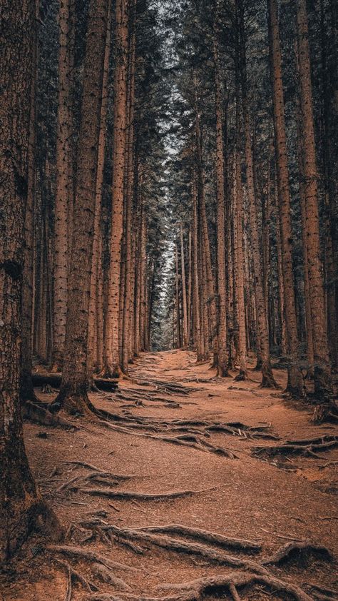 Storm Witch, Europe Mountains, Carpathian Forest, Travel Aesthetics, Mountain Aesthetic, Mountains Aesthetic, Europe Aesthetic, Carpathian Mountains, Daisy Wallpaper