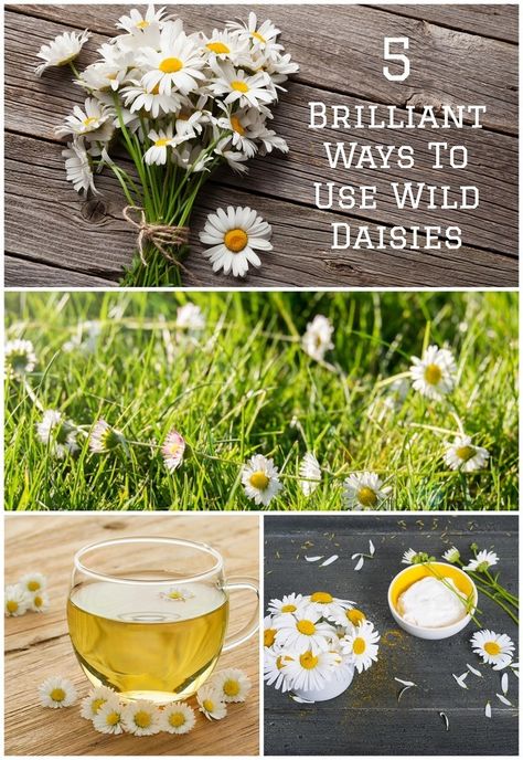 Daisy Salve, Daisy Recipes, Daisy Tea, Oxeye Daisy, Wild Daisies, Field Of Daisies, Wild Foraging, Wild Food Foraging, Foraging Recipes