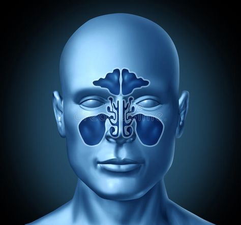 Sinus cavity on a human head. Representing a medical symbol of nasal anatomy , #AD, #human, #head, #Sinus, #cavity, #Representing #ad Sinus Cavities, Anatomy Illustration, Human Pictures, Nasal Cavity, Medical Symbols, Human Head, Stock Photography Free, Cavities, Anatomy