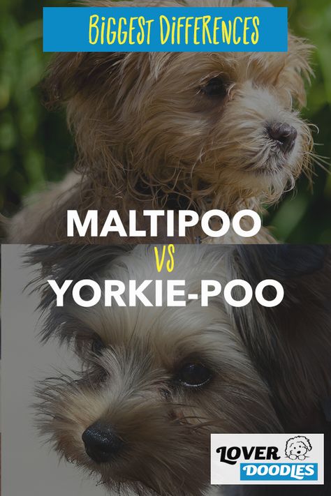 Deciding between these two breeds? Many older adults prefer Maltipoo because they are gentle and affectionate. If your family wants a tiny spunky entertainer, then a Yorkie poo might be more your speed. #Maltipoo #YorkiePoo #Yorkie #Poodle #SmallDogBreeds Yorkipoo Full Grown, Yorkiepoo Full Grown, Yorkiepoo Haircuts, Yorkie Poo Full Grown, Maltipoo Adult, Maltipoo Full Grown, Black Yorkie Poo, Yorkie Poo Haircut, Yorkiepoo Puppy