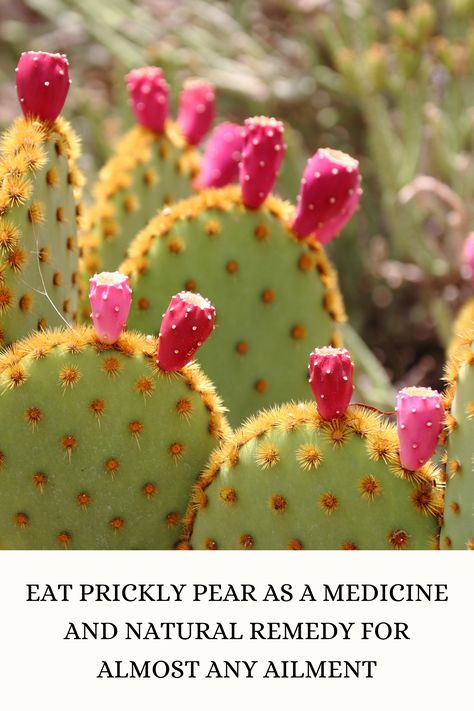 EAT PRICKLY PEAR AS A MEDICINE AND NATURAL REMEDY FOR ALMOST ANY AILMENT Prickly Pear Cactus Recipes, Prickly Pear Recipes, Cactus Recipe, Pear Syrup, Paddle Cactus, Pears Decor, Berry Recipes, Csa Recipes, Edible Wild Plants