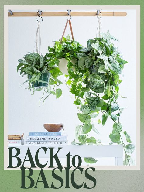 An easy guide to hanging plants indoors. Hang Plants, Lipstick Plant, Plants Hanging, Plant Hooks, Indoor Design, Fertilizer For Plants, Bathroom Plants, Indoor Gardens, Diy Plants