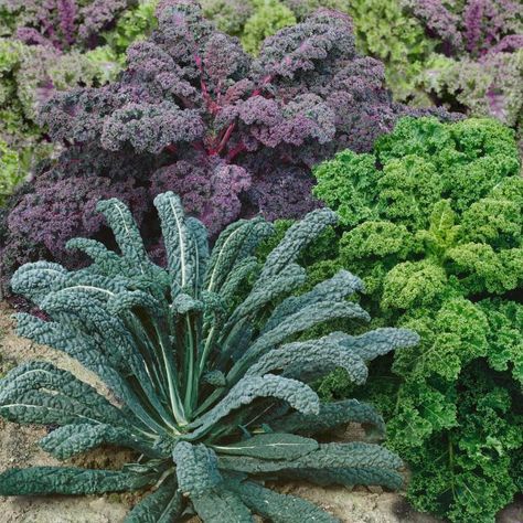 Kale Plant, Growing Kale, Fall Vegetables, Fall Garden Vegetables, Victory Garden, Leafy Vegetables, Plant Spacing, Heirloom Seeds, Types Of Plants