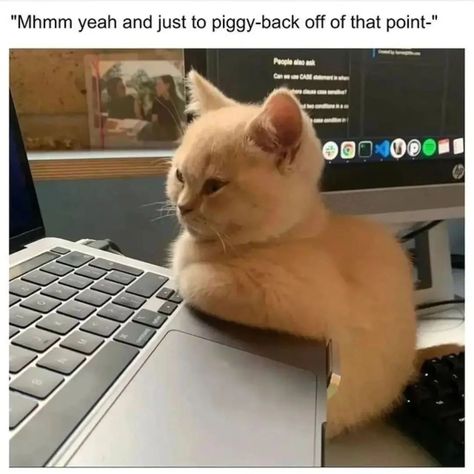 Relatable cat memes, cat meme, cat memes, #catmeme #catmemes, funny cat pictures, very very funny cats, best funny cats, funny cat moments, #funnycat #funnycats, best cats of the internet, popular cat tiktoks, instafamous, #instafamous Wholesome Cat, Business Cat Meme, Meme Cat, Image Meme, Cat Memes Pictures Mood, Cats Tumblr, Funny Cat Work Memes, Magic Cat, Christmas Cat Memes