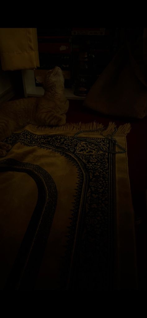 prayer mat / muslim / cat / night / dua / islam / orange cat / peace Namaz Asthetic Pics, Praying Asthetic Picture Islam, Praying Mat Aesthetic, Muslim Prayer Photography, Fajar Prayer, Prayer Mat Aesthetic, Prayer Mat, Praying Mat, Praying Mat Islam Aesthetic