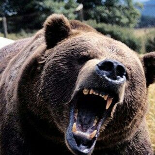 angry bear Bear Meme, Dont Poke The Bear, Poke The Bear, Angry Bear, Bear Pictures, The Bear, Black Bear, Taekwondo, Brown Bear