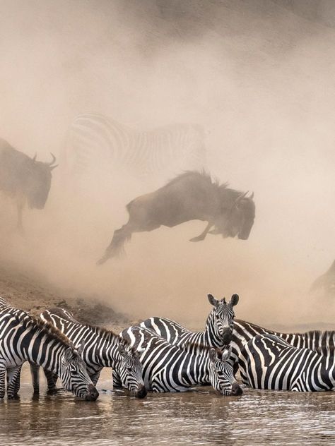 Wild Animals Photography Amazing Pictures National Geographic, Nat Geo Photography, Nature Exhibition, National Geographic Photo Contest, National Geographic Photography, Wild Water, National Geographic Photographers, Swimming With Whale Sharks, Wild Animals Photography