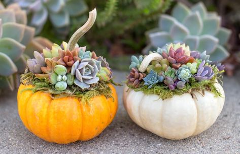 DIY - Succulent Pumpkins! – Botanical Bright - Add a Little Beauty to Your Everyday Pumpkins With Succulents, Succulent Pumpkin, Fall Autumn Decor, Pumpkin Planter, Succulent Cuttings, Succulent Centerpieces, Succulent Soil, Pumpkin Centerpieces, Fall Crafts Diy