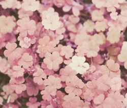 Geek In The Pink Clover Aesthetic, Pink Clover, Tumblr Backgrounds, Four Leaves, Fairy Tale Wedding, Four Leaf, Leaf Clover, Color Collection, Four Leaf Clover