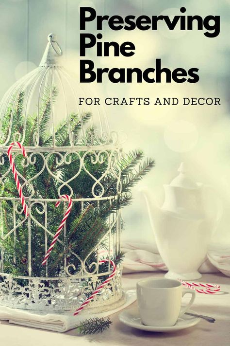 Preserving Pine Branches, Pine Crafts, Cookies 2023, Sustainable Diy, Pine Needle Crafts, Branches Diy, Arts And Crafts For Adults, Pine Branches, Crafts And Diy