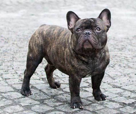 Interesting Facts About The Brindle French Bulldog French Bulldog Wallpaper, French Bulldog Full Grown, Spirit Hood, Blue French Bulldog Puppies, French Bulldog Painting, Brindle French Bulldog, French Bulldog Harness, French Bulldog Names, Fawn French Bulldog