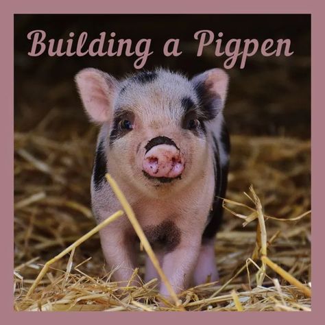 How to Build a Pigpen: Essential Elements of Hog Pens - Dengarden Pig Pen Ideas, Pen Ideas, Pig Pen, House Hacks, They Live, Blue Mountain, Music Lessons, Simple Life, Happy Thanksgiving