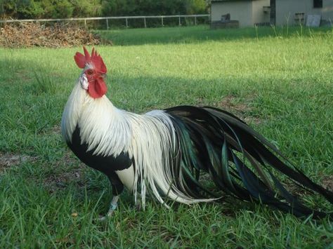 What a beautiful rooster  he is gorgeous ()()ew. Portable Building, Bantam Chickens, Game Fowl, Fancy Chickens, Beautiful Chickens, Chicken Painting, Backyard Flocks, Quotes Humor, Chickens And Roosters