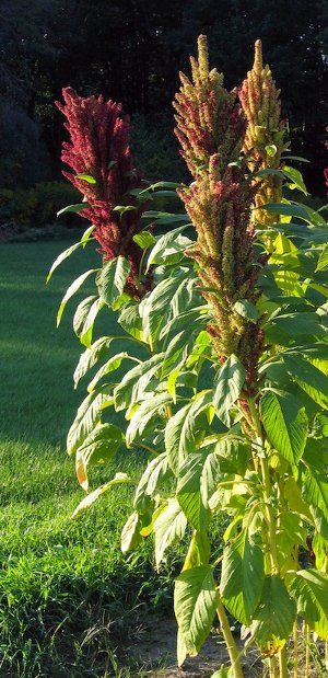 Amaranthus cruentus, Amaranthus blitum, Amaranthus dubius, Amaranthus tricolor - Fruit & Vegetable Magazine Amaranth Plant, Garden Calendar, Victory Garden, Plant Spacing, Growing Fruit, How To Grow Taller, Growing Seeds, Amaranth, Veggie Garden