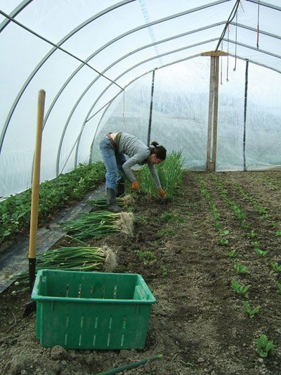 High Tunnel Greenhouse, High Tunnel, Tunnel Greenhouse, Homesteading Ideas, Winter Crops, Growing Strawberries, Hardy Plants, Different Plants, Flowers Perennials