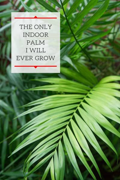 Indoor Palm Plants, Palm Plant Care, Indoor Palm, Chamaedorea Elegans, Easy Houseplants, Best Houseplants, Popular Plants, Indoor Palms, Parlor Palm