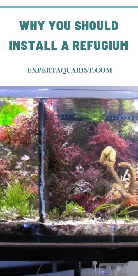 Saltwater Aquarium Beginner, Saltwater Aquarium Setup, Marine Fish Tanks, Aquarium Maintenance, Saltwater Aquarium Fish, Fish Tank Design, Aquarium Filter, Aquarium Setup, Marine Ecosystem