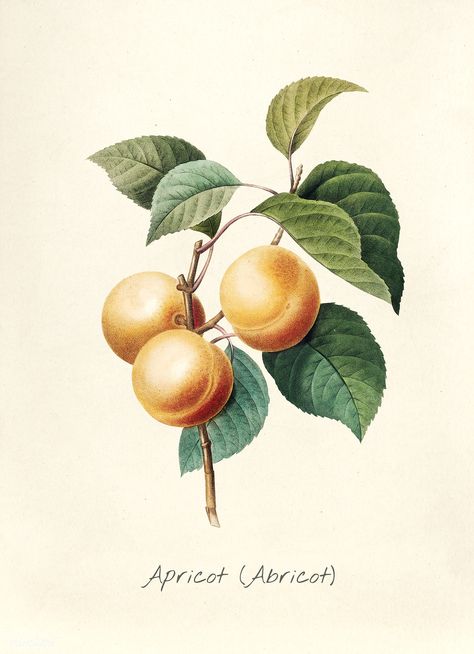 Antique plant drawn by Pierre-Joseph Redouté(1759-1840 ) | free image by rawpixel.com Apricot Tattoo, Natural Kitchen Decor, Fruit Kitchen Decor, Illustration Botanique Vintage, Beautiful Kitchen Ideas, Sparkling Juice, Flower References, Fruit Wall Art, Flower Press