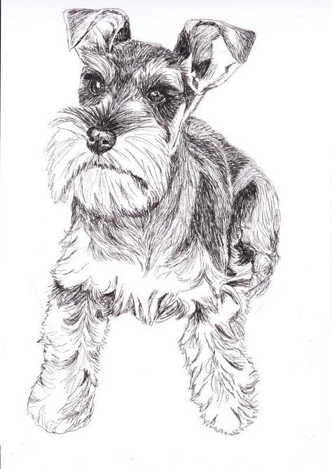 Schnauzer Drawing, Schnauzer Print, Schnauzer Art, Mini Schnauzer Puppies, Rabbit Wall Art, Miniature Schnauzer Puppies, Schnauzer Dog, Schnauzer Puppy, 강아지 그림