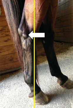 Longer Shoeing Intervals Can Impact Stifles | Horse Journals Human Knee, Horse Hooves, Equine Anatomy, Leg Anatomy, Equine Massage, Canadian Horse, Horse Nutrition, Healthy Horses, Dressage Training