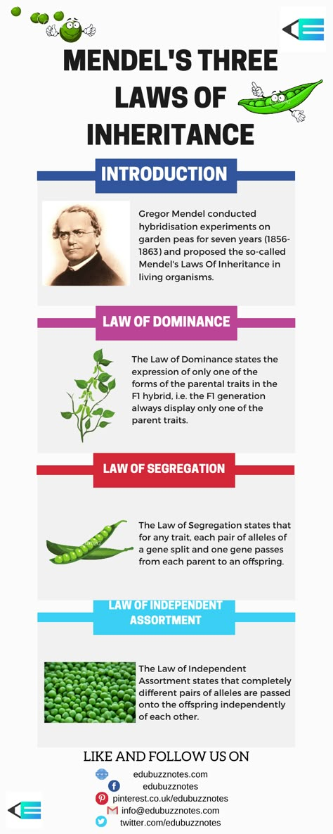 Mendel proposed three Laws Of Inheritance in living organisms, called Mendel's Laws Of Inheritance. They are - (1) Law of Dominance, (2) Law of Segregation and (3) Law of Independent Assortment. The Law of Dominance states the expression of only one of the forms of the parental traits in the F1 hybrid. The Law of Segregation states that for any trait, each pair of alleles of a gene split and one gene passes from each parent to an offspring. Principal Of Inheritance And Variation Notes, Mendel Law Of Inheritance, Genetics Cheat Sheet, Law Of Segregation Mendel, Mendels Law Of Inheritance, Molecular Basis Of Inheritance Notes, Biology Notes Genetics, Genetic Inheritance Notes, Mendelian Genetics Notes