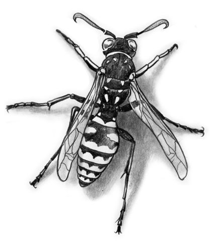 Drawings Of Insects, Hornet Tattoo, Wasp Tattoo, Bugs Drawing, Bug Tattoo, Insect Tattoo, Stippling Art, Scary Tattoos, Fire Tattoo