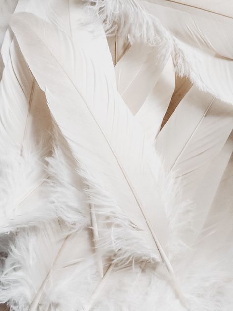 Feathers White Feathers Aesthetic, White Feather Aesthetic, White Wings Aesthetic, Feathers Aesthetic, Feather Aesthetic, Swan Feathers, White Angel Wings, Cat Obsession, Soft Beauty