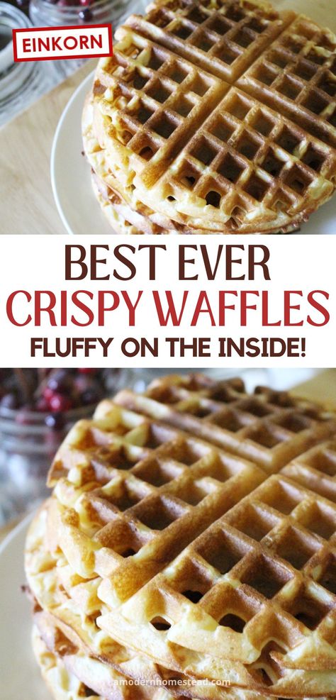 Einkorn Waffles - A Modern Homestead Einkorn Waffles, Whole Food Breakfast, Einkorn Bread, Belgian Waffles Recipe, Einkorn Recipes, Fresh Milled Flour, Modern Homestead, Einkorn Flour, Crispy Waffle