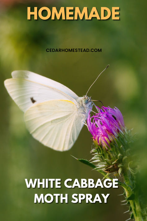 This homemade white cabbage moth spray is super simple to make. You'll be armed and ready to go in no time. Use this as a preventative. This blog also goes over other preventative measures as well so you'll want to definitely check out this post. Natural Bug Killer, Cabbage Moth, Homemade Cabbage, Homestead Tips, Cabbage Butterfly, Cabbage Plant, Garden Front Of House, White Cabbage, Cabbage Worms