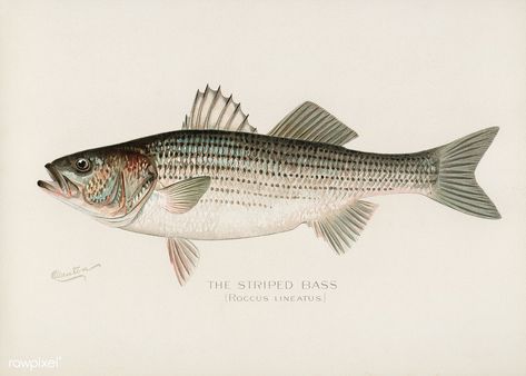 Striped Bass( Roccus Lineatus) illustrated by Sherman F. Denton (1856-1937) from Game Birds and Fishes of North America. Digitally enhanced from our own 1913 Portfolio Edition of the book. | free image by rawpixel.com Nature Drawings, Image Rock, Fish Artwork, Free Illustration Images, Striped Bass, Fish Illustration, Game Birds, Nature Drawing, Stock Art