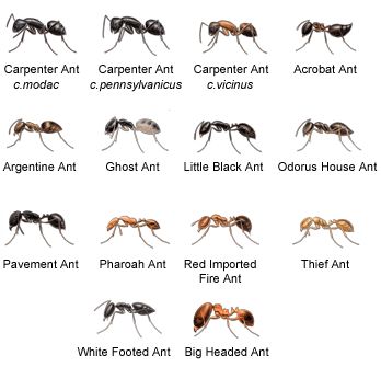 Crawling Animals, Bug Identification, Types Of Ants, Ant Bites, Ant Species, Ants In House, Ant Infestation, Butterflies Activities, Rid Of Bed Bugs