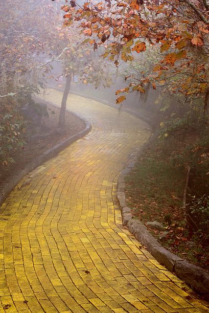 Yo were going here because then we can say we walked on the yellow brick road. Yellow Brick Road, Beech Mountain, N Beech Mountain Nc, Beech Mountain, The Yellow Brick Road, Abandoned Amusement Parks, Land Of Oz, The Wonderful Wizard Of Oz, Forest Road, Brick Road, Yellow Brick Road