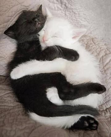 Animals That Have Found Their Other Half Wallpaper Gatos, Cat Couple, Cat Cuddle, White Cats, Cat Sleeping, Cat Aesthetic, Cute Kittens, Pretty Cats, Beautiful Cats