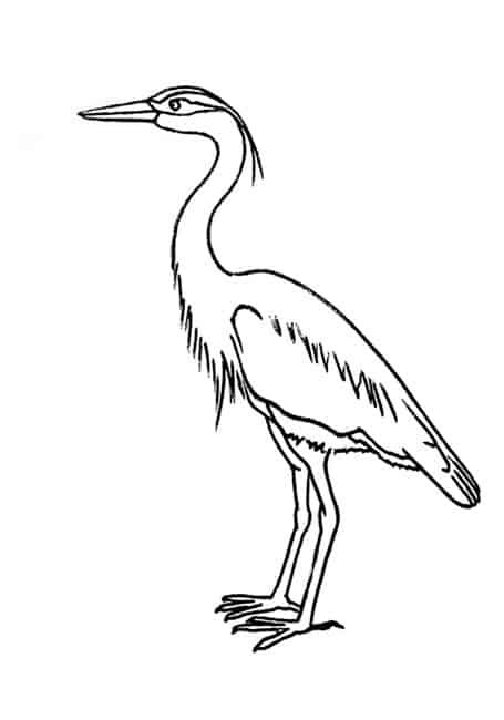 How To Draw A Heron Step By Step, Egret Bird Drawing, Grey Heron Drawing, Simple Crane Drawing, How To Draw A Crane, Heron Line Drawing, Heron Drawing, Crane Drawing, Draw A Bird