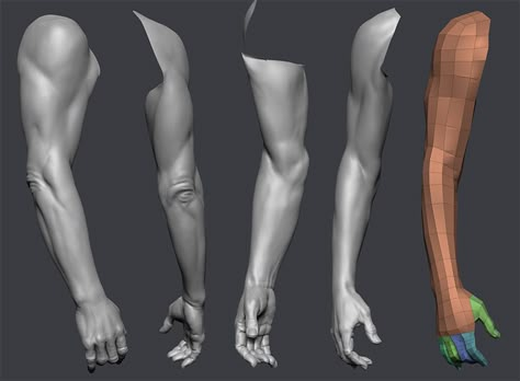 selwy.com » Download Free Model: Arthur Zbrush Anatomy, Arm Anatomy, 남성 근육, Human Anatomy Reference, Head Reference, Body Template, Man Anatomy, Anatomy Sculpture, Anatomy Models