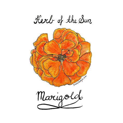 Simple Marigold Tattoo, Haldi Card, Marigold Illustration, Marigold Drawing, Skull Inspiration, Marigold Tattoo, Bali Tattoo, Have A Fabulous Day, Moleskine Sketchbook