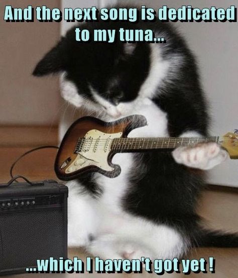 Hope To See You Soon Tuna Cat With Bass Guitar, Cat With Guitar Pfp, Cat On Guitar, Cat Playing Electric Guitar, Cats With Guitar, Cat With Electric Guitar, Cat Playing Instrument, Guitar Pfp, Cat And Guitar