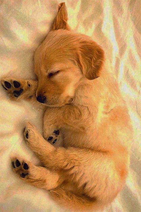 Nice Backgrounds, Puppy Sleeping, Dog Sleeping, Sleeping Animals, Night Friends, Sleeping Puppies, Good Night Friends, Sleeping Dogs, Kitty Cats