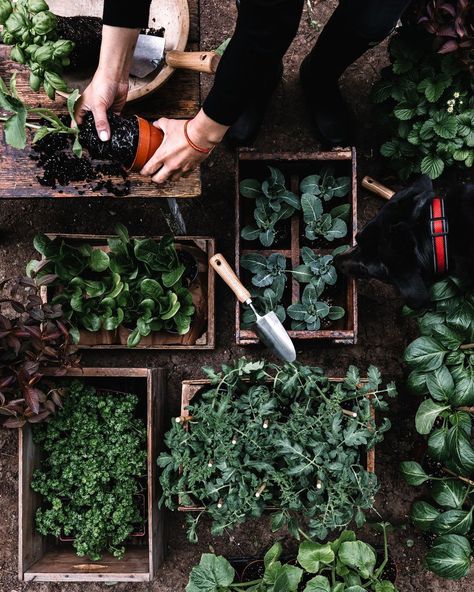 Herb Boxes, Farm Photos, Cottage Plans, Veggie Patch, B Roll, Farm Photo, Urban Gardening, Backyard Farming, Garden Pictures