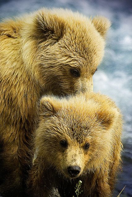 Baby bear cubs. Beautiful. In fact, I can't resist it!!! Baby Bear Cub, Yellow Animals, Brown Bears, Golden Bear, Bear Cubs, Grizzly Bear, Baby Bear, Animal Planet, Animal Photo