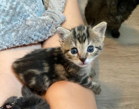 Kitten Found Outside, Insists on Sitting on Warm Lap, Watching Her People and Won't Leave Their Side - Love Meow Cutest Kittens Ever, Tiny Kittens, Awesome Drawings, Newborn Kittens, Tabby Kitten, Tiny Kitten, Kitten For Sale, Kitten Love, Baby Kittens