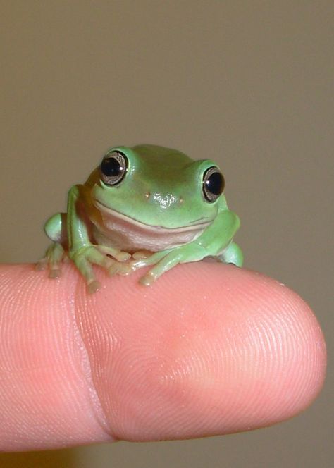 Baby white tree-frog.  I just got one as a pet. Tree Frog, Twitter, Green, White