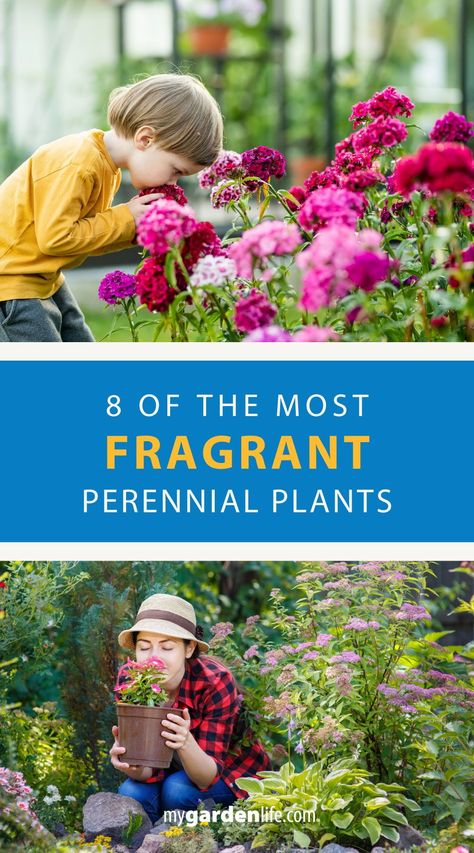 Want to create a fragrant garden that delights your senses? Explore our list of 8 fragrant perennials that are perfect for adding a sweet scent to your garden. Get inspired with our garden ideas and make your outdoor space smell amazing. Find more fragrant plant varieties and perennials to try at MyGardenLife.com. Fragrant Plants Outdoors, Diy Backyard Garden, Plants For Containers, Plants For Pots, Plants For Sun, Flower Garden Layouts, Growing Sweet Peas, Bed Of Flowers, Scent Garden