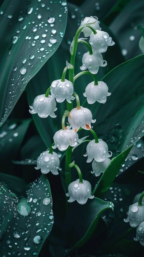 Lily Of The Valley Iphone Wallpaper, Lily Of The Valley Wallpaper Ipad, Lily Of The Valley Wallpaper, Lily Of The Valley Widget, Blue Lily Of The Valley, Lily Of The Valley Background Aesthetic, Lily Of The Valley Photo, Pretty Flowers Pictures, Blue Lily