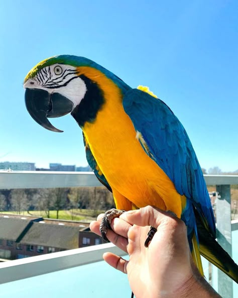 Message me if interested Blue Spix Macaw, Hyacinth Macaw Pets, Blue And Gold Macaw, Parrot Pet Aesthetic, Blue And Yellow Macaw, Photography Tips Iphone, Hyacinth Macaw Photography, Grey Parrot, Macaw Parrot