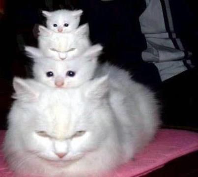 aww Gatto Carino, Lady Cat, Siamese Kittens, White Cats, Funny Cat Pictures, Cute Cats And Kittens, Cute Kittens, Funny Animal Pictures, Crazy Cat Lady