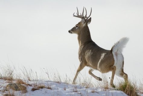 Black Tailed Deer, White Tailed Deer, Doe Reference Photo, Deer By Water, Elk Reference Photo, Whitetail Deer Reference Photos, Whitetail Deer Pictures, Deer Running Photography, Big Deer